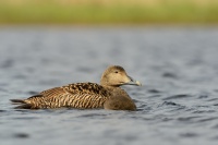 Kajka morska - Somateria mollissima - Common Eider 5351